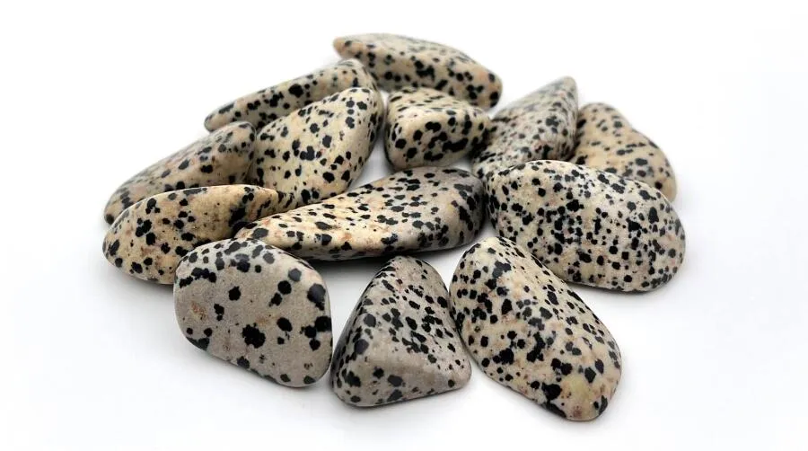 Dalmatian Yaspi