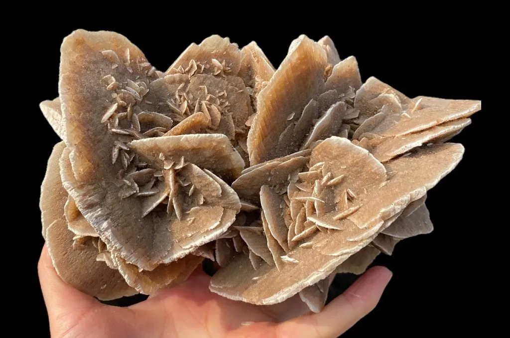 Desert Rose
